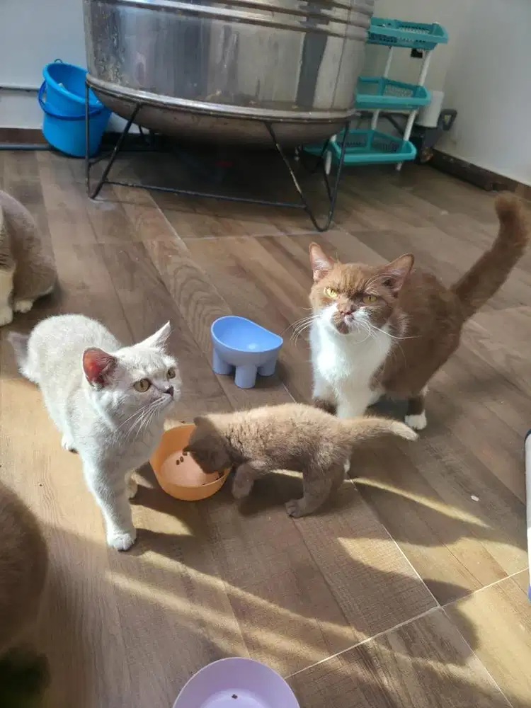 brittish shorthair cinnamon