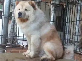 Open adopt chow chow