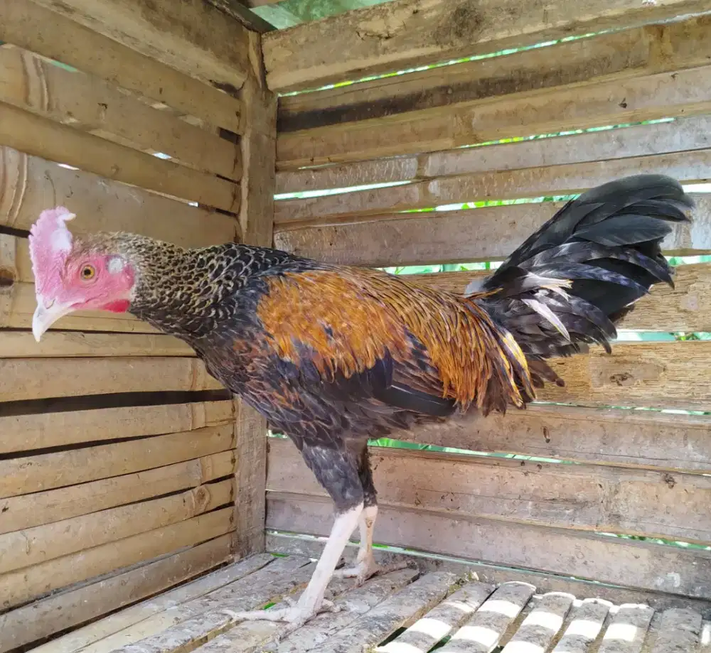 Jual ayam bekisar jali emas 7 bulanan body besar siapan kokok awal