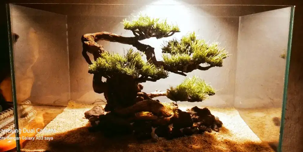 Aquarium Bonsai Kayu Santigi Laut Daun Arficial