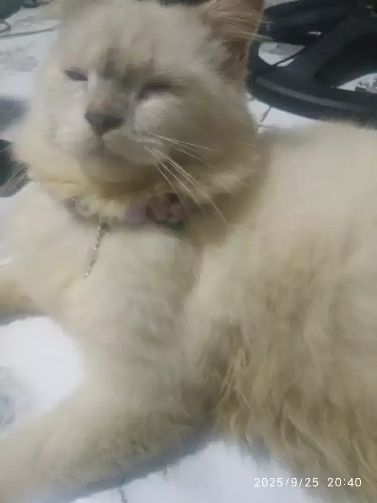 Kucing Anggora Putih