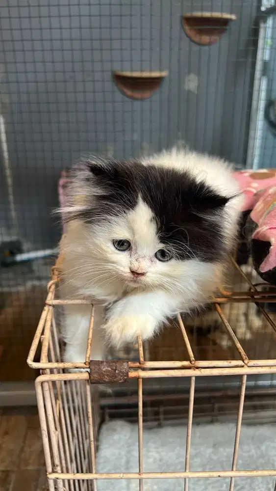 Dua Kucing Lucu dan cantik betina sehat