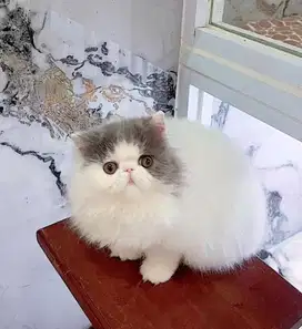 Kitten jantan Persian 3,5 bulan ( PED )