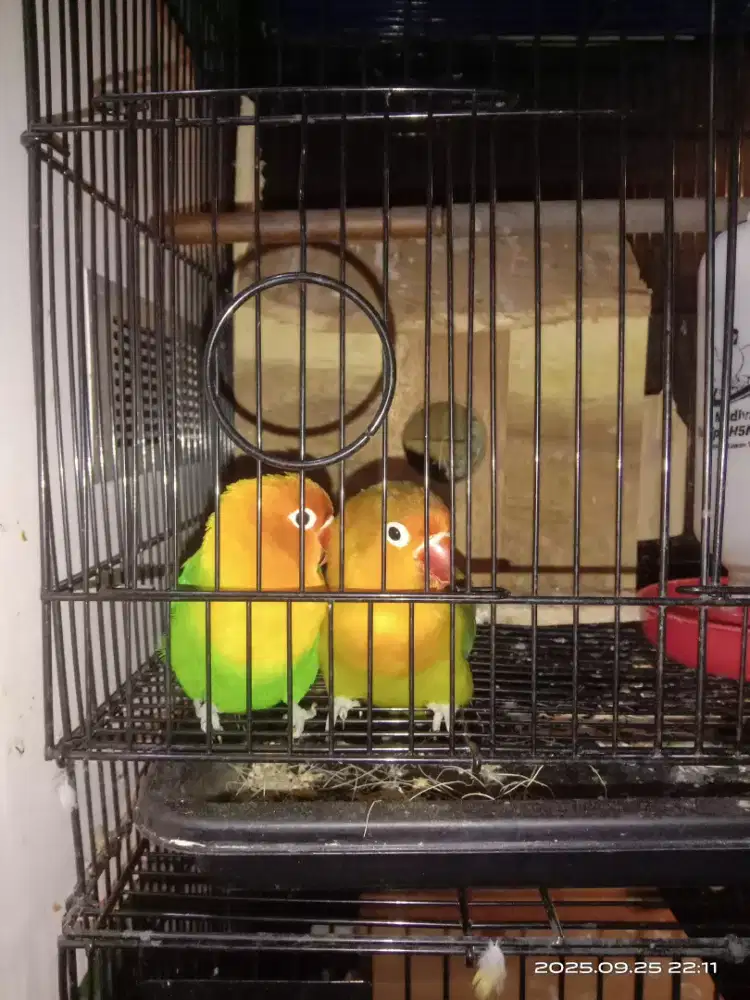 Love Bird LB Biola