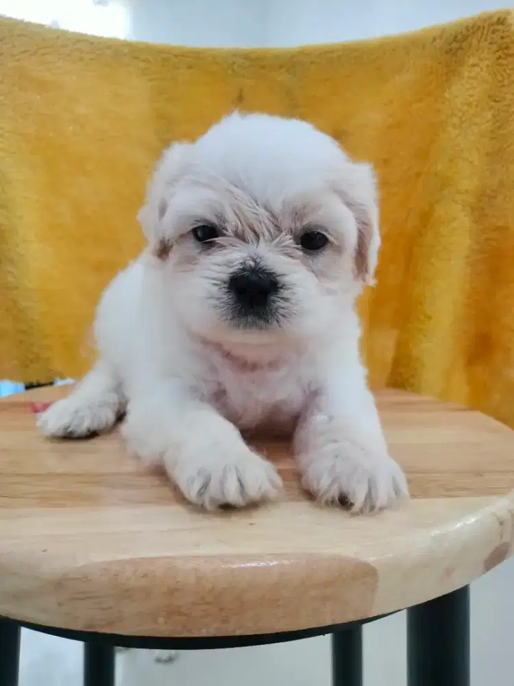 MINI SHIHTZU,OPEN ADOPT PUPPY
