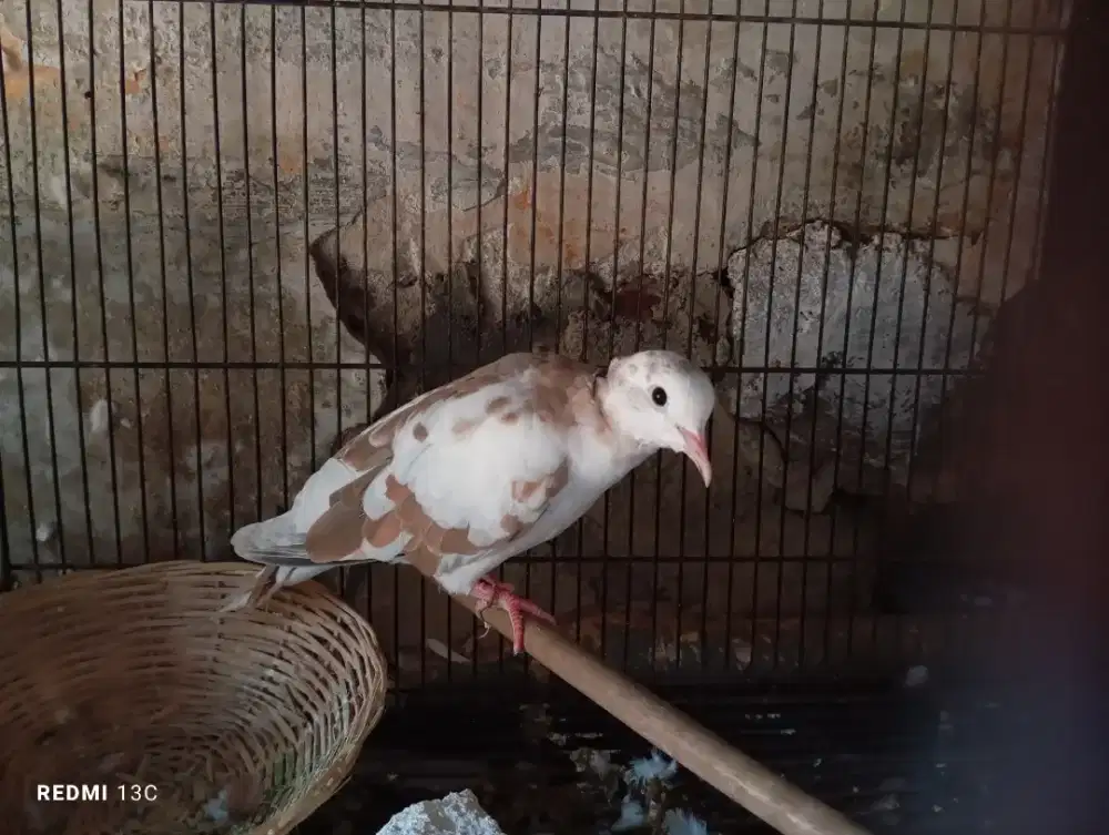 Burung puter blorok jantan
