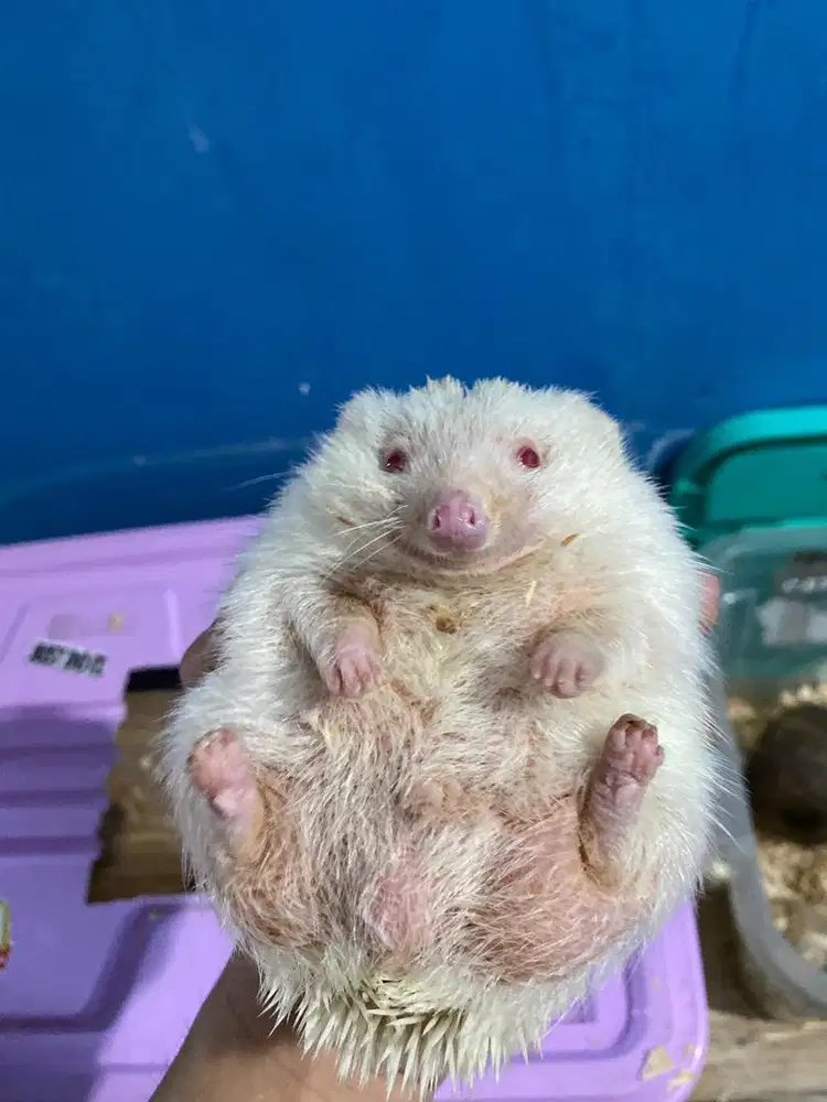 Landak mini albino dll