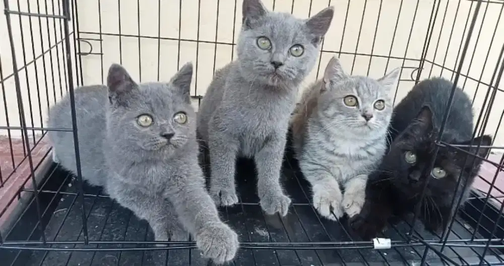 Kitten British shorthair