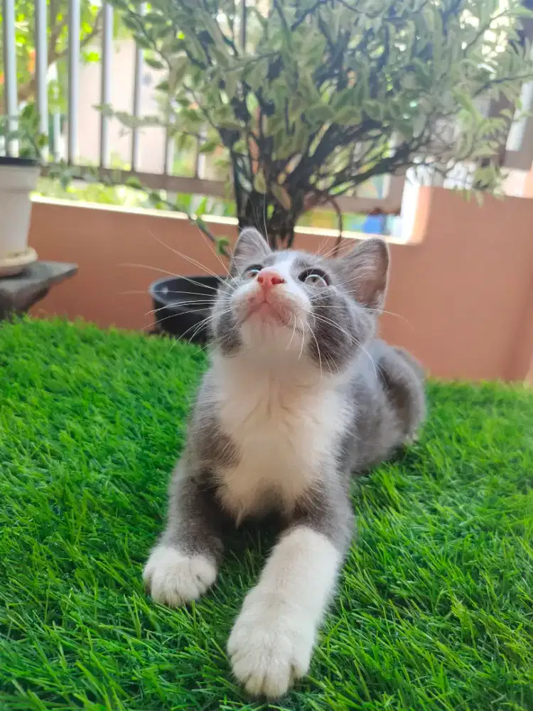 Open adopsi kitten Persia Himalaya