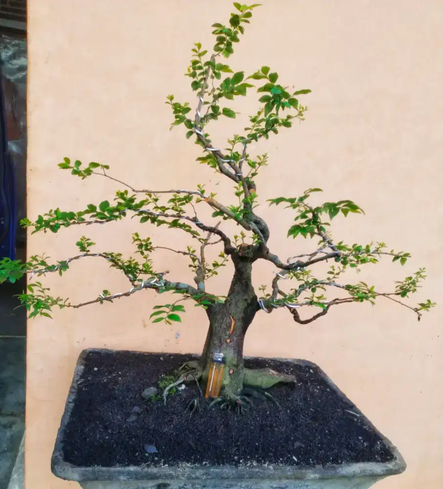 Bonsai Jeruk Kingkit
