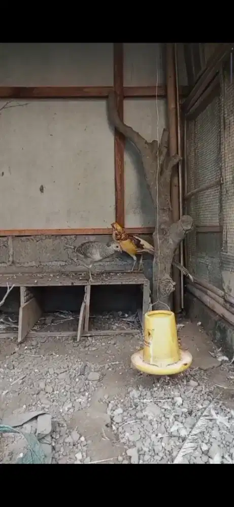 Sepasang ayam hias golden dan yellow pheasant atau ayam hutan tibet