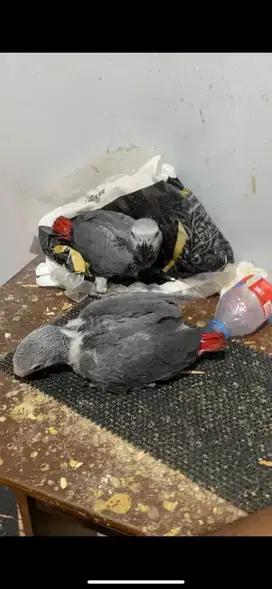 African Grey Baby / Lolohan African Grey