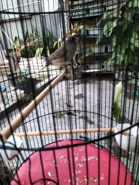 Burung kenari body gede afs