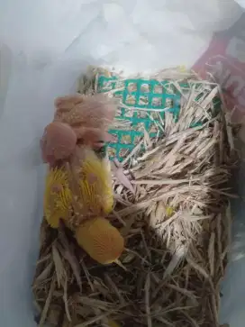Lovebird lotino mata merah anakan
