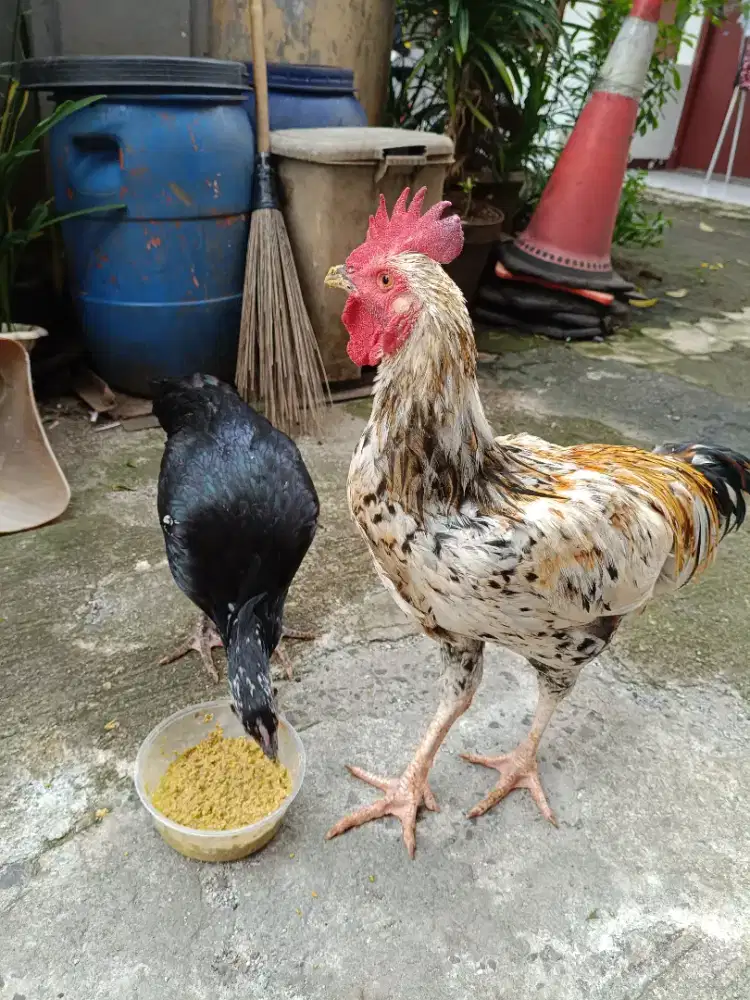 Dijual ayam pelung jumbo asli dari cianjur