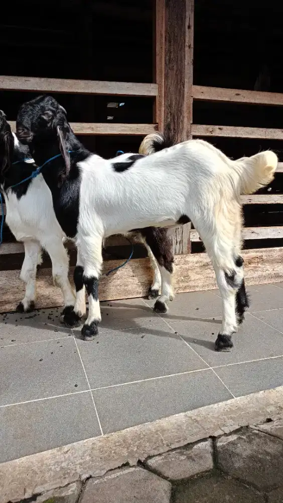 jual kambing domba aqiqah, paket aqiqah, kambing hidup / potong cacah.