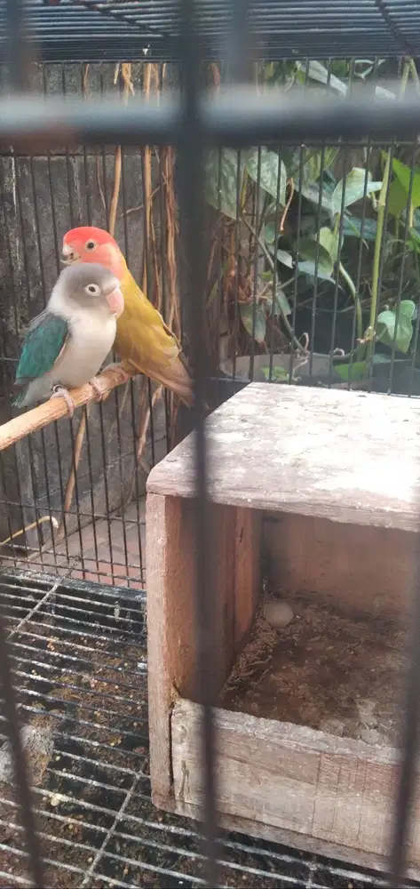 Love Bird indukan cobal x lutino