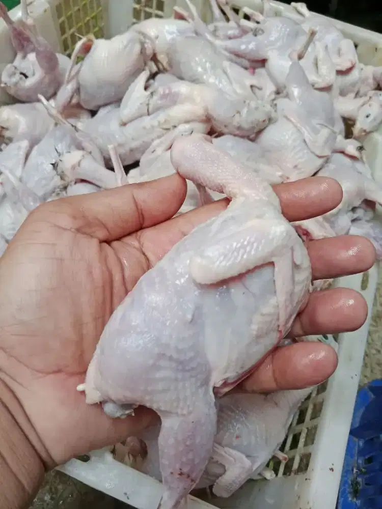 Daging burung puyuh