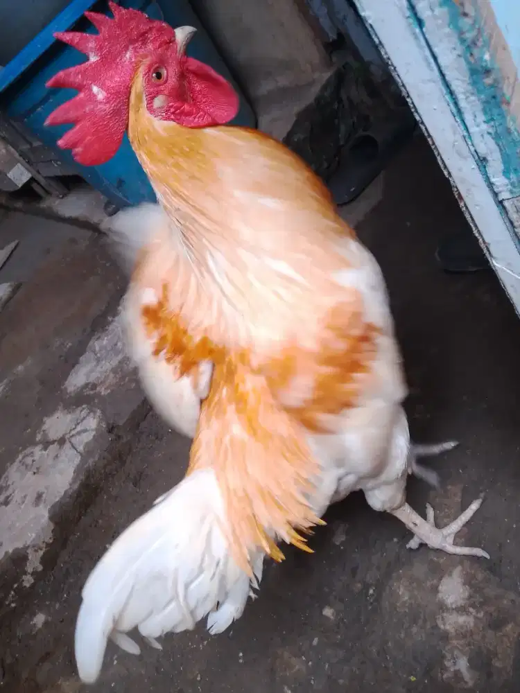 jual ayam jago kampung keturunan satuan 110rb nego