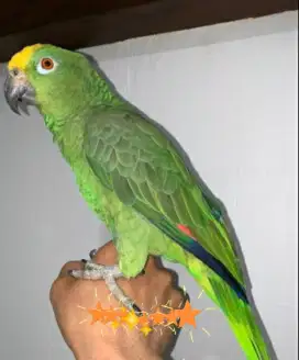 Di jual burung hias Yellow Crown Amazon jinak mulus