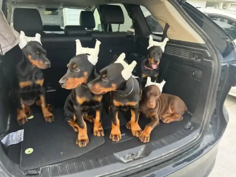 Anjing Doberman Keturunan CHAMPION