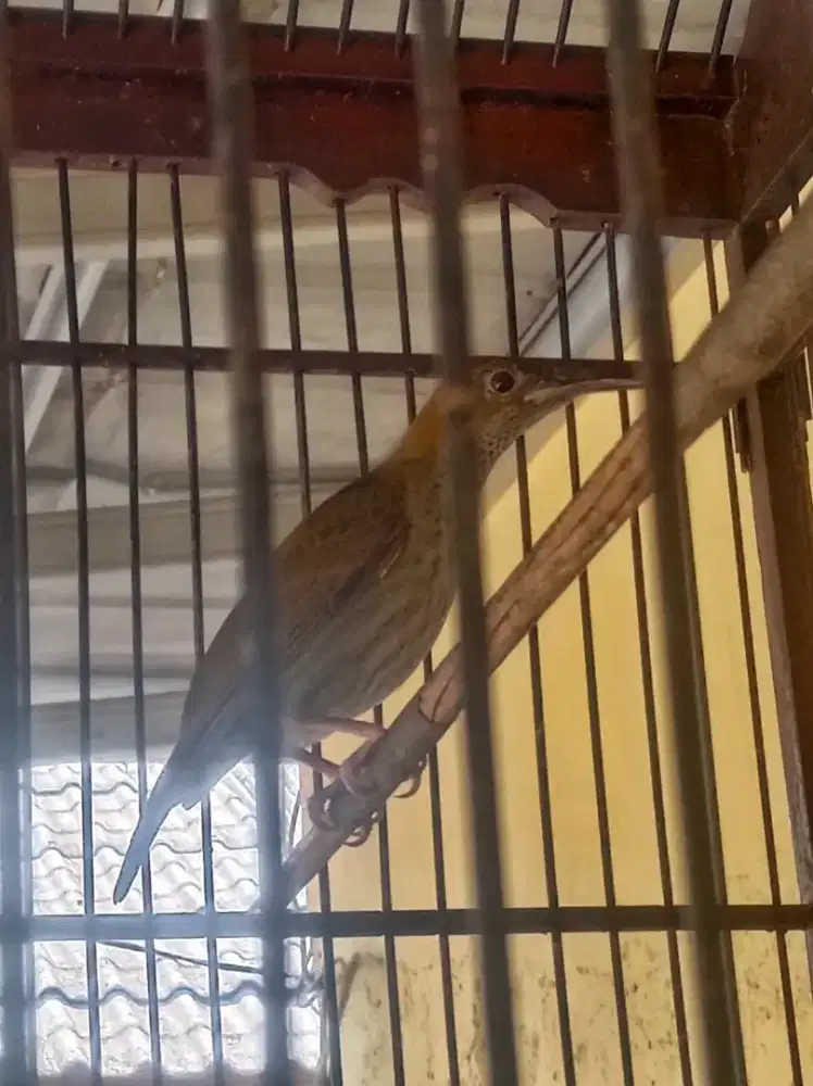 burung pijantung gunung