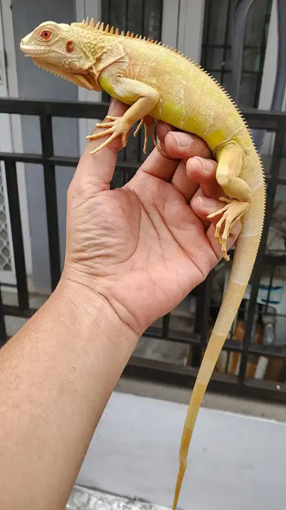 Iguana red albino juve jantan