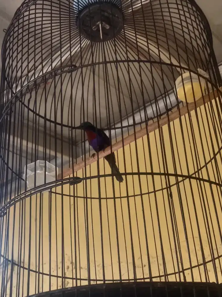burung king konin rajin