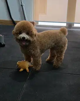 Dijual Anjing Toy Poodle HARGA NEGO