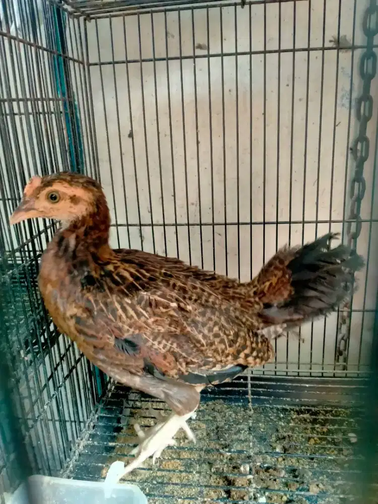 Ayam bekisar jamin jantan