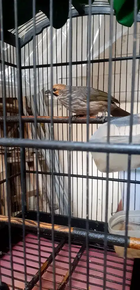 Burung Cucak Rowo Betina Dewasa