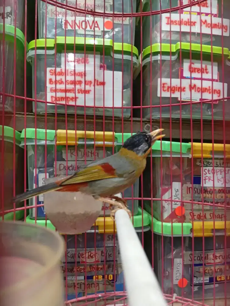 BURUNG PANCAWARNA IMPORT