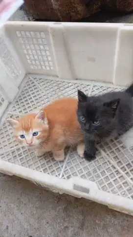 Lepas adopsi kitten mixdome