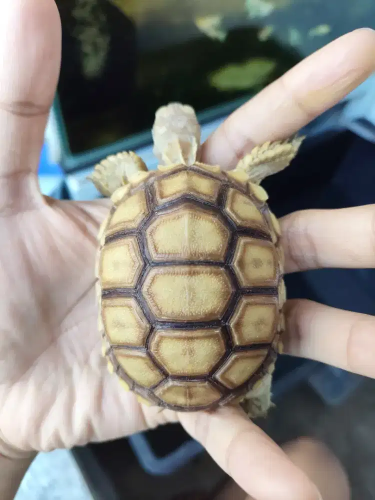 Kura kura sulcata thinline dome smoth