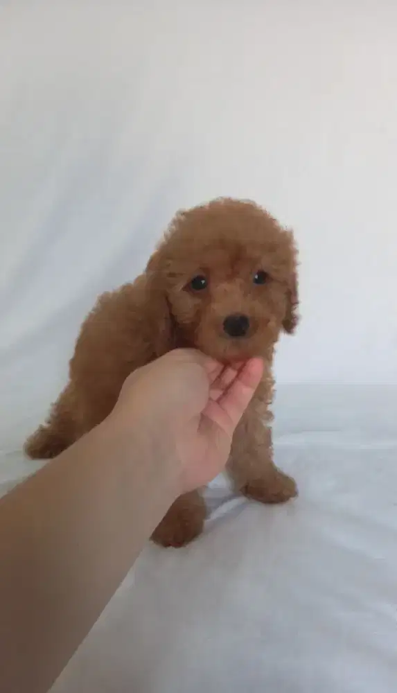Red Tiny Toy Poodle