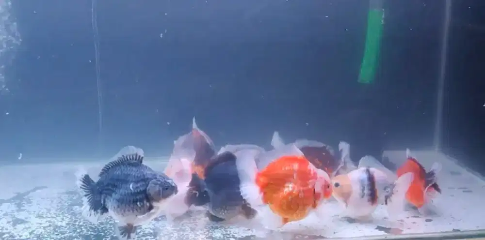Koki oranda ranchu