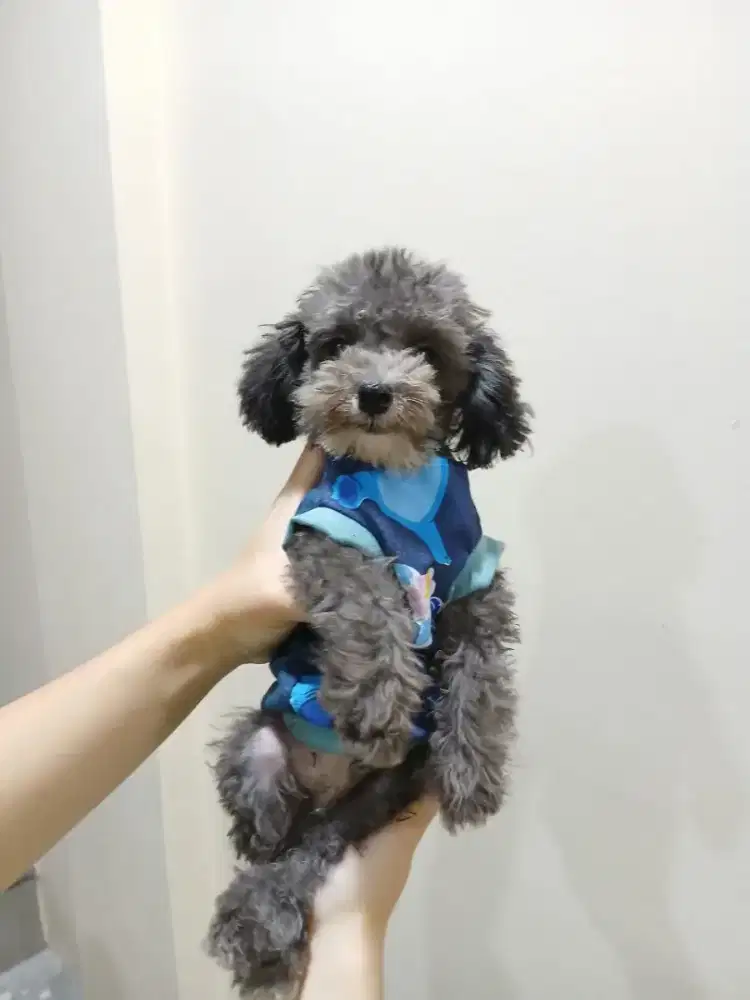 Silver Phantom Poodle Toy Jantan Usia 7 Bulan