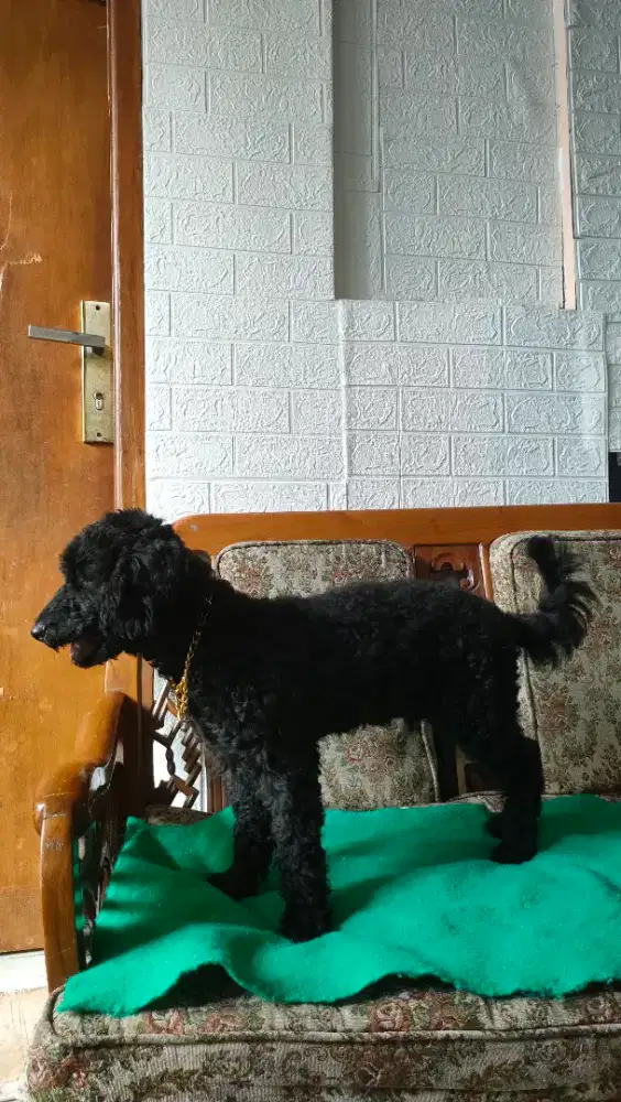 Anak anjing toy poodle jantan 4,5bln lepas adopsi ganti pakan aja