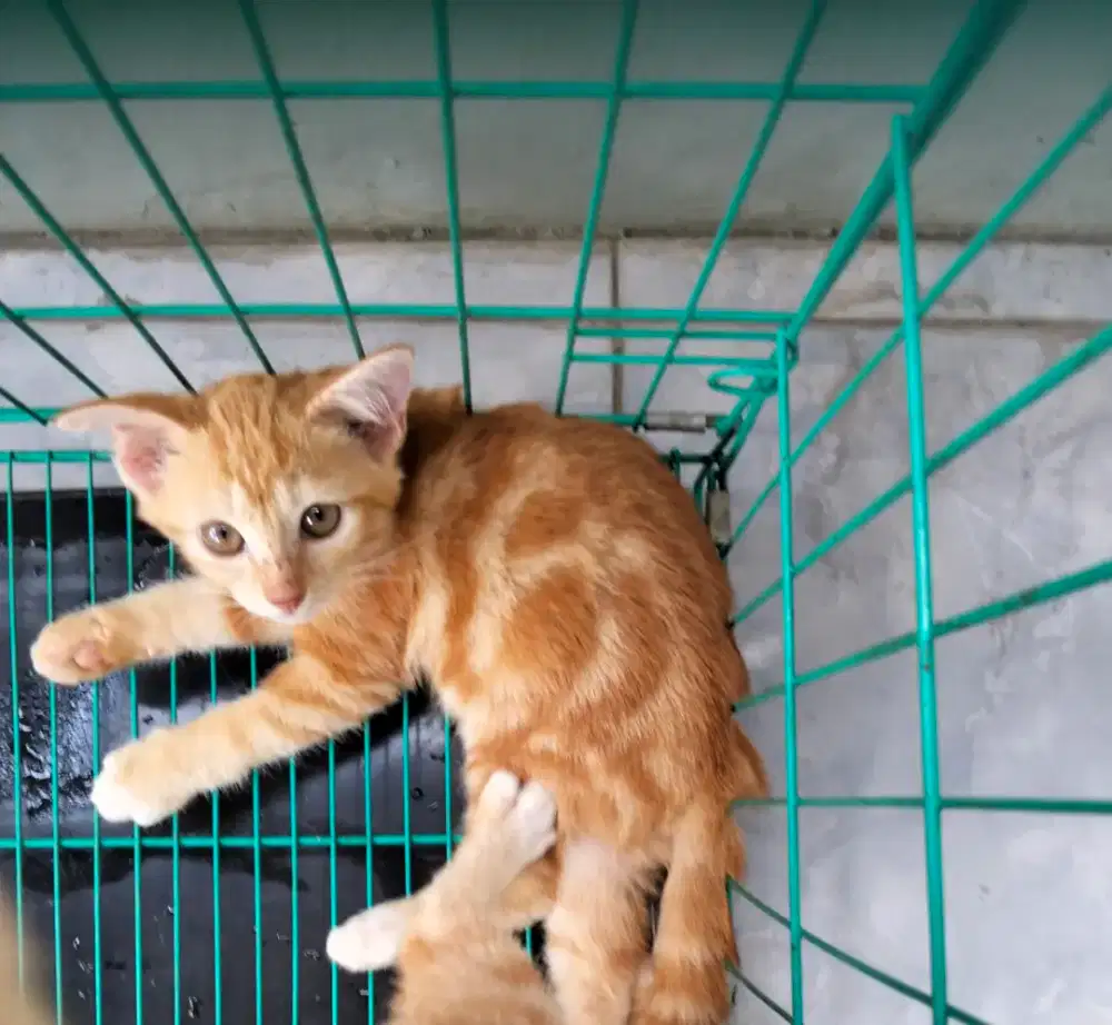 Penitipan Kucing