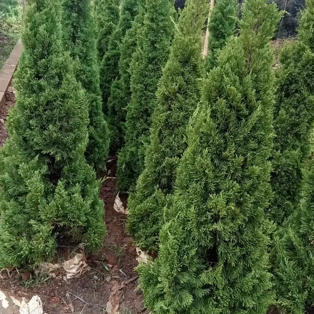 Cemara jual cemara