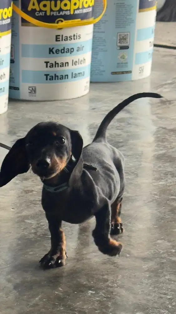 jual anjing tekel 3 bln betina murah