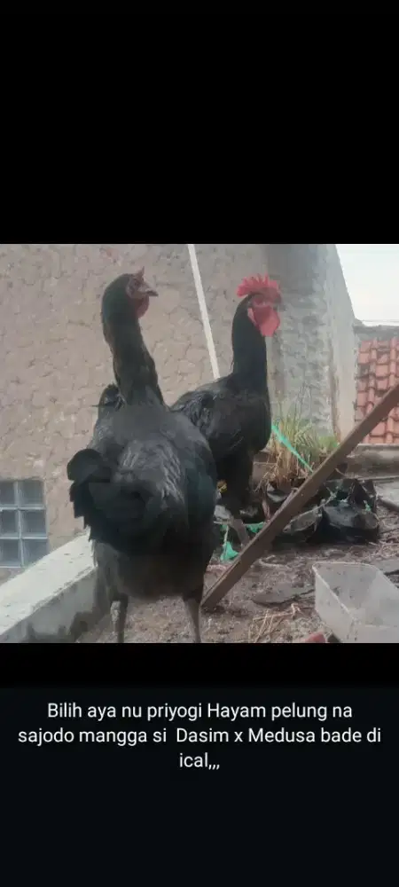 Ayam pelung hitam sepasang
