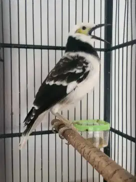Jalak hongkong mulus gacor