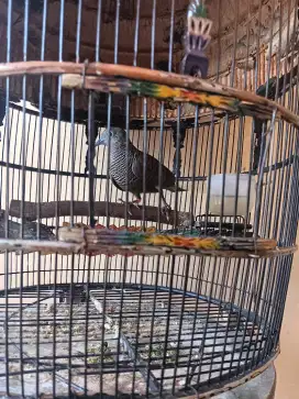 Jual burung perkutut borongan