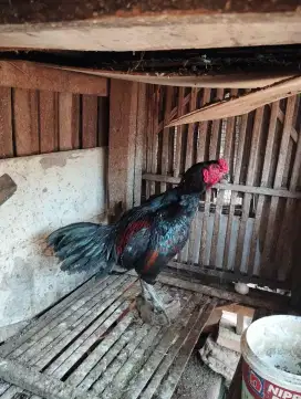 Dijual Ayam Ganoi Kaki Gunung Black Warrior