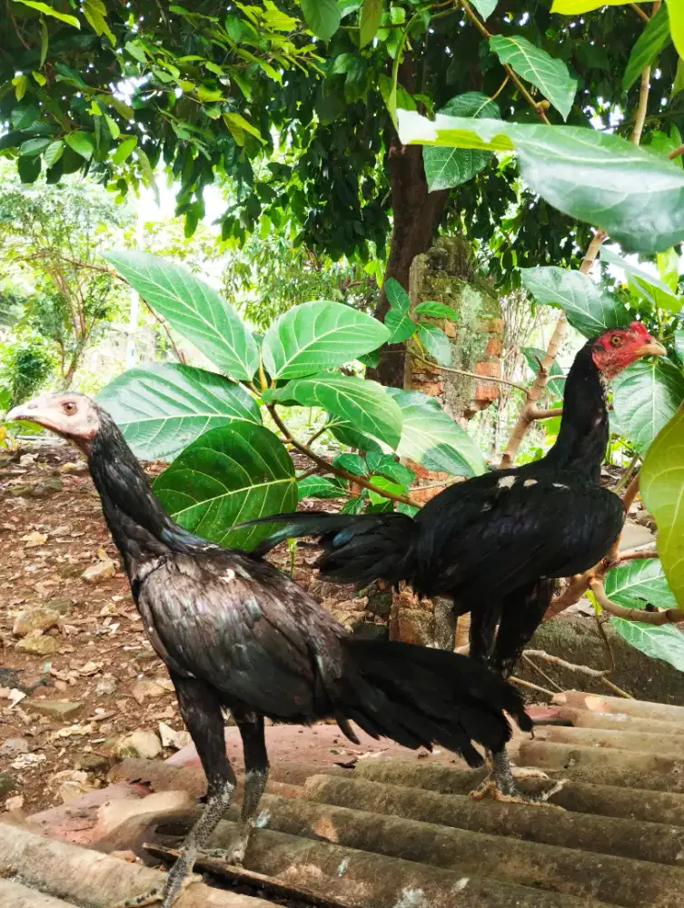 DIJUAL AYAM SILANGAN PAMA PAKHOY BLACKBULL