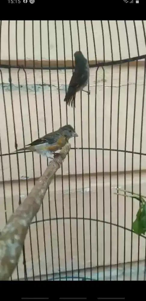 Paud Siskin Jantan no Minus