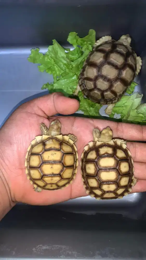 Sulcata Tortoise