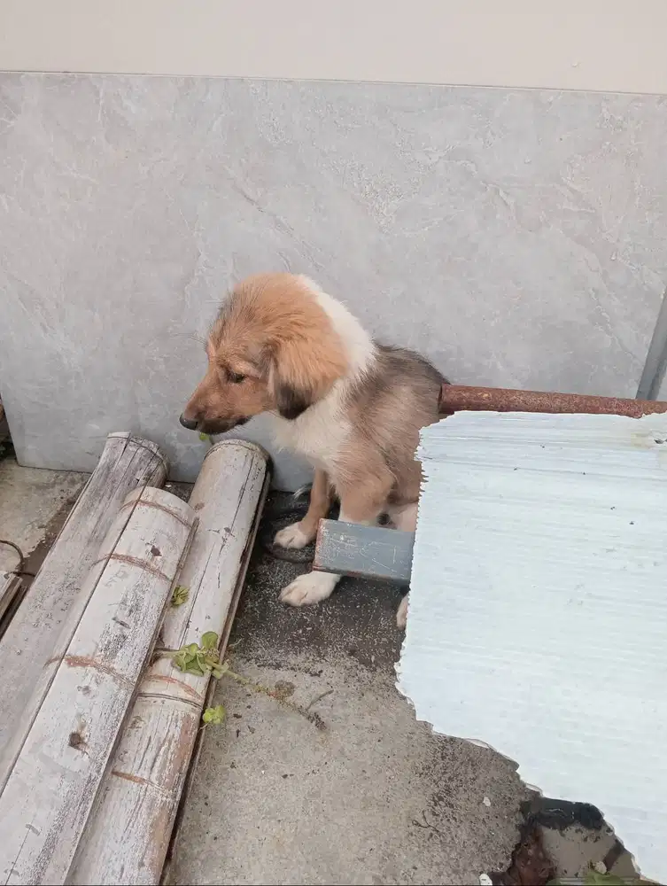 Anjing peliharaan