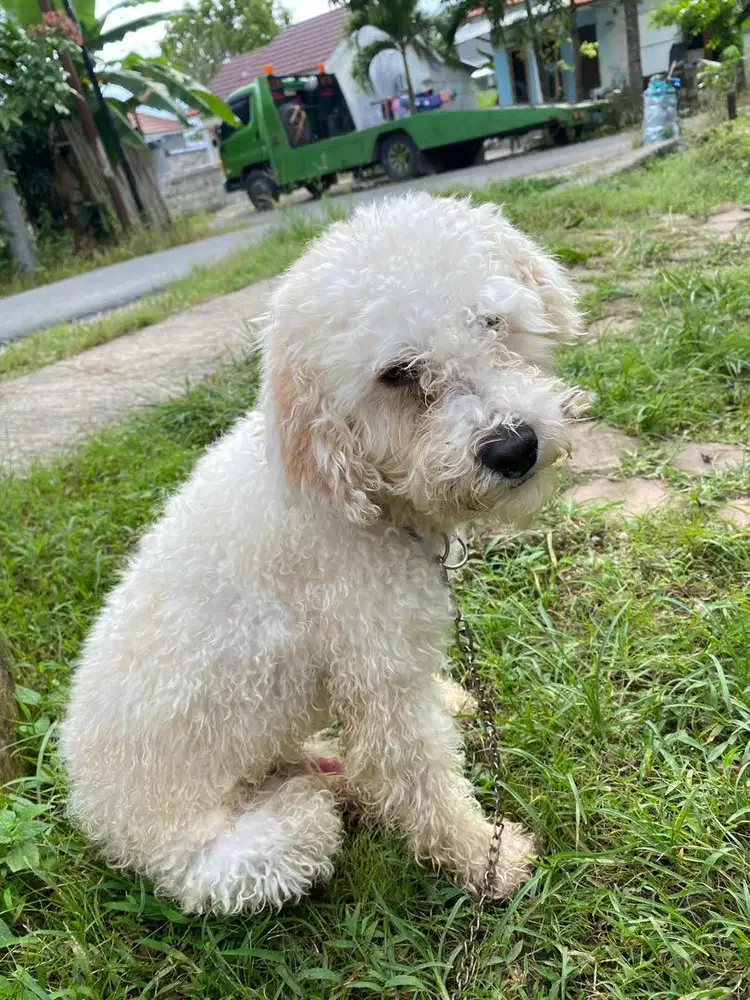 Anjing rumahan pudel